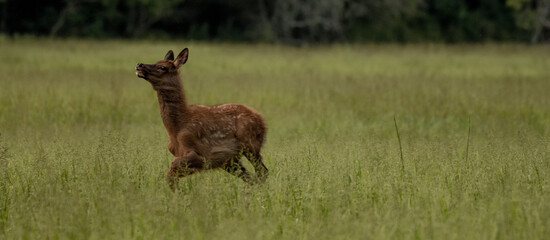 Young Elk Zooming Across Meadow Panorama