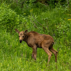 Naklejka na ściany i meble Young Moose Pauses in Thick Grassy Field