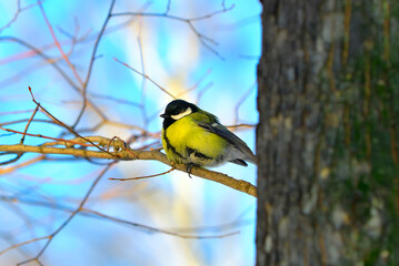 A tit on a tree branc