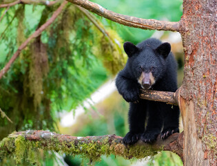 Black bear cub in tree, Anan Creek, Alaska - obrazy, fototapety, plakaty