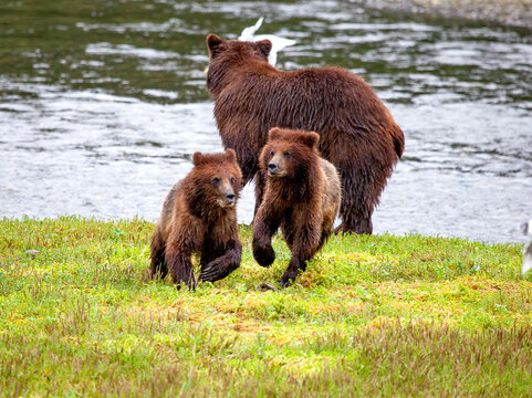 Brown Bear Sow With Cubs At Pack Creek, Alaska