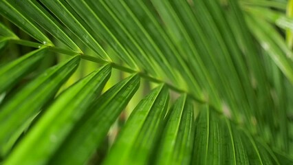 Bright green palm frond leaves in Central Panama jungle, Close up shot - Powered by Adobe