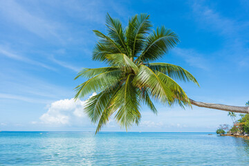 Beautiful tropical beach with coconut palm tree on white sand with ocean view , Thailand