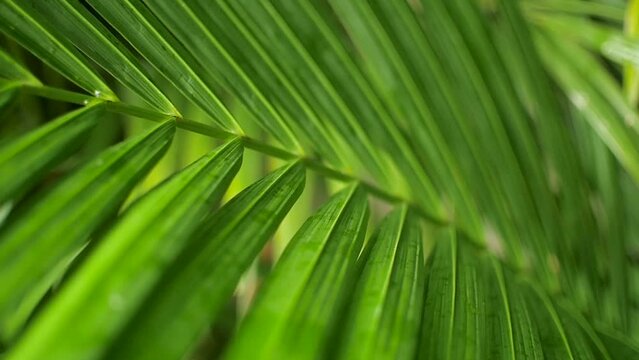 Bright green palm frond leaves in Central Panama jungle, Close up shot