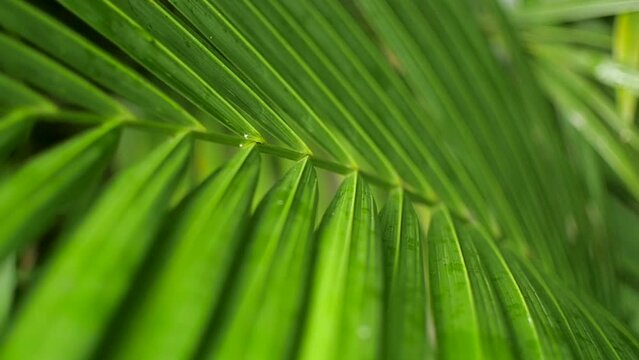 Macro view of bright green palm frond leaves in Central Panama, Close up shot