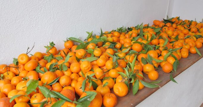 Freshly Picked Mandarin Oranges On The Table. tilt-up