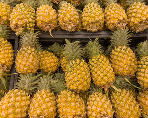 Pineapple season in Thailand