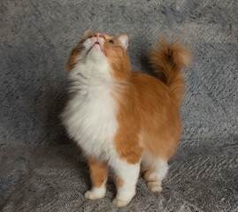 orange and white cute cat standing up looking up on a blue background