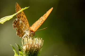 Schmetterling auf Blüte