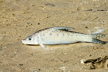 The fish was caught by a fisherman in the river and lies on the shore, covered with sand..