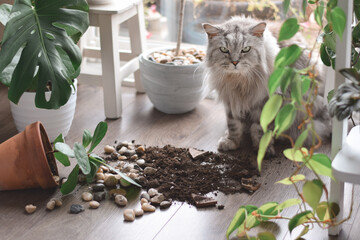 Guilty cat isitting beside soil from plant pot that fell down on a floor