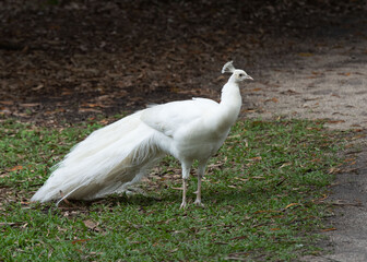 White peacock stands out agains leaf scattered green grass and brown sand.