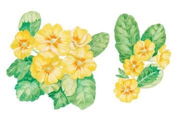 hand painted watercolor illustration of primroses, isolated on white background