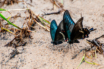 Fototapeta na wymiar two butterfly on sand ground among the blades of grass