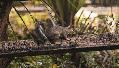 squirrel in the forest