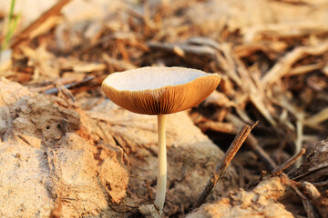 mushroom in the forest