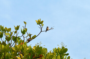 flowers on blue sky background