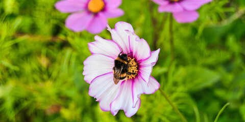 Obraz premium Happy Cosmos Flowers in Sunny Summer Day