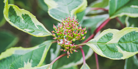 Obraz premium Black elderberry with bud, rare variegated variety. European black elderberry (Sambucus nigra) flower and foliage