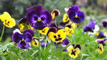 Flowering purple pansies in the garden in sunny day. Natural summer background with soft blurred focus.
