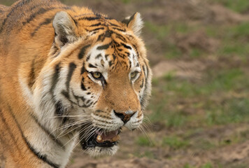 Fototapeta na wymiar Closeup portrait of a male Amur or Siberian tiger (Panthera tigris tigris). Beautiful big cat. 