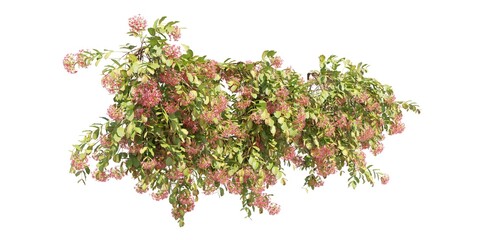 Climbing plants creepers isolated on white background 3d illustration © vik173