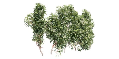 Climbing plants creepers isolated on white background 3d illustration