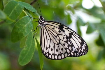 White and black Idea Leuconoe butterfly, also known as the paper kite butterfly, rice paper butterfly, large tree nymph