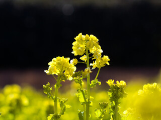 逆光にきらめく満開の菜の花