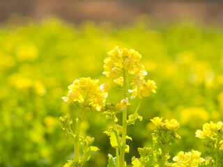 逆光にきらめく一面の菜の花
