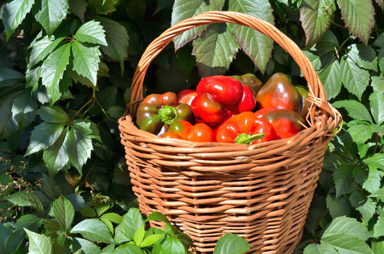 Basket With Red Bell Peppers In The Siberian Garden