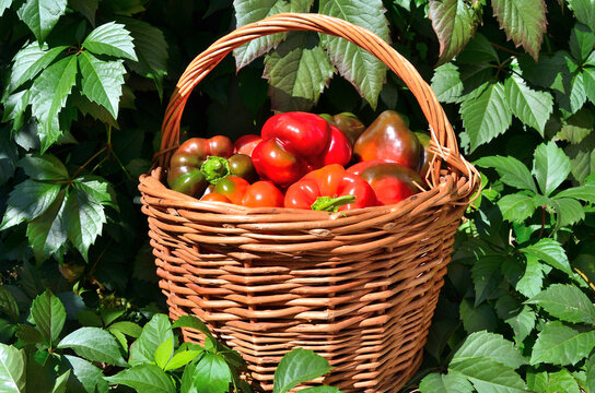 Basket With Red Bell Peppers In The Siberian Garden