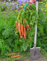 A bunch of carrots in the hand of a gardener and a garden shovel