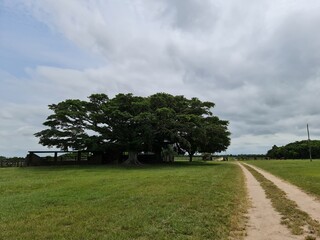 figueira no campo 