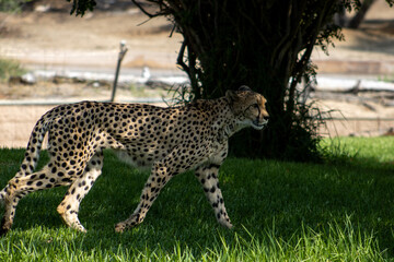 Cheetah, Acinonyx jubatus, large cat of subfamily Felinae, tan or rufous to greyish white coat is uniformly covered with  black spot, fastest mammal all over the world