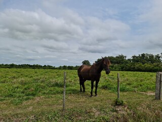 cavalo na fazenda