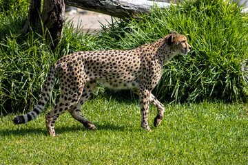 Cheetah, Acinonyx jubatus, large cat of subfamily Felinae, tan or rufous to greyish white coat is uniformly covered with  black spot, fastest mammal all over the world