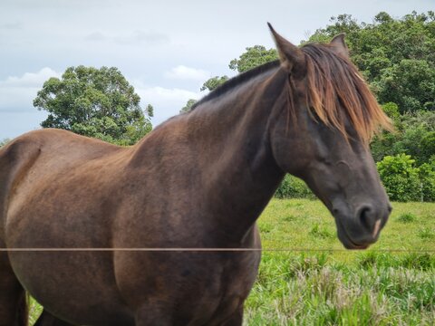 cavalo na fazenda