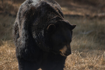 Wild Black Bear in the summertime, Wildlife Safari, Oregon, USA