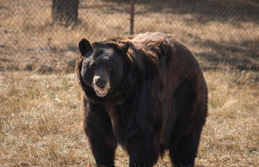Wild Black Bear in the summertime, Wildlife Safari, Oregon, USA