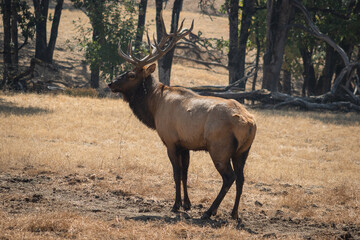 Male, mature stag, big antlers, rut. Red deer (cervus elaphus) on grassland, Wildlife Safari, Oregon, USA



