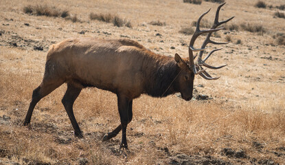 Male, mature stag, big antlers, rut. Red deer (cervus elaphus) on grassland, Wildlife Safari, Oregon, USA



