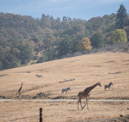 Giraffes walk through the savanna between the zebras on a hot summers day, Wildlife Safari, Oregon, USA