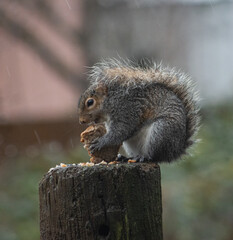 The eastern gray squirrel, also known as the grey squirrel depending on region. It is native to eastern North America