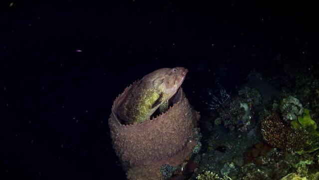 Giant grouper living inside a sponge at the famous Liberty ship wreck. Underwater world of Tulamben, Bali, Indonesia.