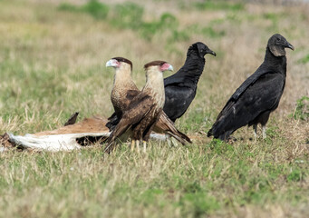 Two crested caracaras share a dead deer carcass with a pair of Black Vultures roadside in south florida. 