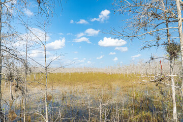 A view through dead, airplant covered trees in the Everglades National Park of the flooded grass prairie consuming old cypress forest swamps