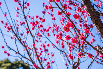 青葉の森公園の梅