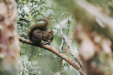 Esquilo de alimentando de jabuticaba