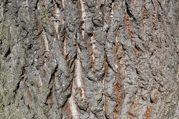 Bark of a tree close up texture